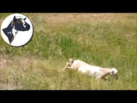 Goats Enjoy Warm Weather