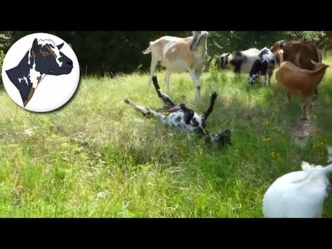 Dwarf Goat Adorably Rolls and Tumbles in Grass
