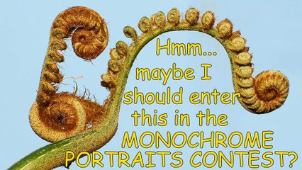 Internet Reality Check 3: Viewbug