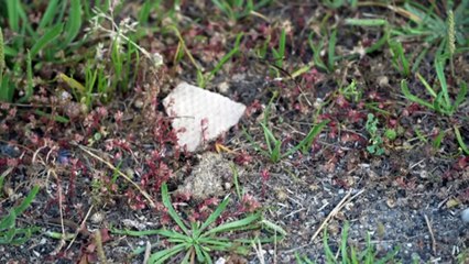 Authorities rushing to ensure community safety after asbestos discovered in beachside town