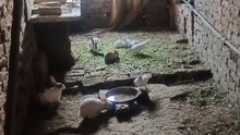 GR Animal Farm 91 🐄🐓