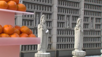 제철 맞은 향긋한 감귤...봉은사서 '감귤데이' 축제 / YTN