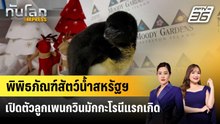 พิพิธภัณฑ์สัตว์น้ำสหรัฐฯ เปิดตัวลูกเพนกวินมักกะโรนีแรกเกิด | ทันโลก EXPRESS | 6 ธ.ค. 68