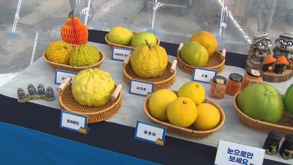 봉은사에서 만나는 제철 감귤...'감귤데이' 10주년 / YTN