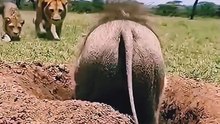 A warthog in danger