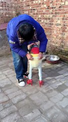 Dog Fashion dress Every time viral funny videos