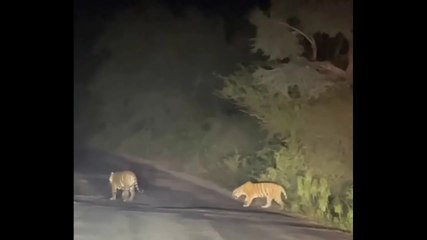 टाइगर व टाइग्रेस रोड पर