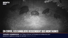 En Corse, les sangliers abîment les cultures et font baisser les rendements des agriculteurs