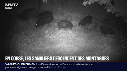 En Corse, les sangliers abîment les cultures et font baisser les rendements des agriculteurs