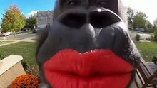 HHAHHAHAHAHHA 🦍 #monkey #funny #viral #fup #ai