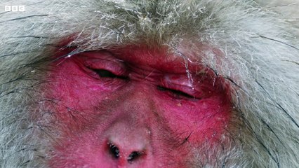 Frozen Planet II - Official Trailer #2