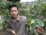 Plantation de café vers Buon Ma Thuot