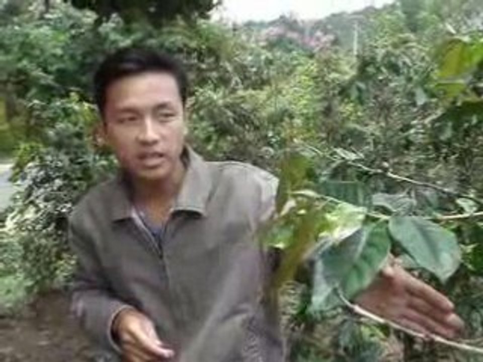 Plantation de café vers Buon Ma Thuot