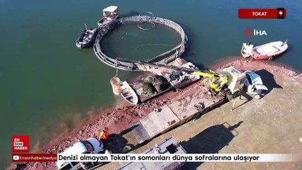 Denizi olmayan Tokat’ın somonları dünya sofralarına ulaşıyor