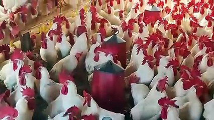 Emekli olduktan sonra hobi olarak başlamıştı, kendi işinin patronu oldu!