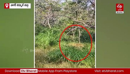 అమ్రాబాద్​ టైగర్ రిజర్వ్​లో సందర్శకులకు పులి కనువిందు