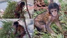 Gibraltar Rock. Barbary Macaque Monkies  photo book 3 photo book.