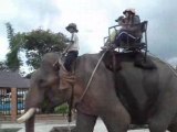 De l'éléphant vers Buon Ma Thuot