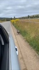 Driver honks loud, cat drops its hunt and gives the angriest stare ever 😼📢🐭💢🚗”   😼