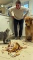 Cat Yells at Owner and Blames Dog After Chicken Heist  Chaos in the kitchen! The owner screams, the cat screams back, and the dog just looks guilty beside the stolen chicken.