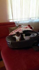 Meet Our New ‘Baby’ 😹👶💛 #cat #cats #baby #funnycats #animals #shorts #cute #funny #trending #viralcats #fyp