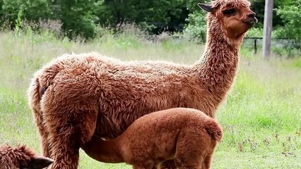 Baby's Learning Cues & First Words