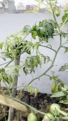 Bitter Gourd (Karela) Has Started Fruiting 🟢