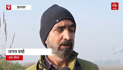 हिमाचल को लांघ हरियाणा पहुंचे 'बार हेडेड गूज' बर्ड, झज्जर में डाला विदेशी पक्षियों ने डेरा, देखें वीडियो