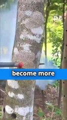 This Tree More Valuable Than Gold