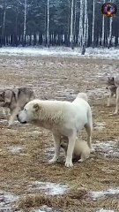 Wolves surrounded an Alabai dog with a pupp