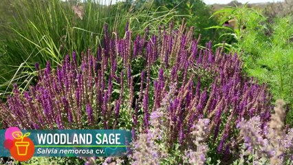 Gardening Australia 2025 Episode 41