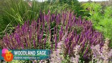 Gardening Australia 2025 Episode 41