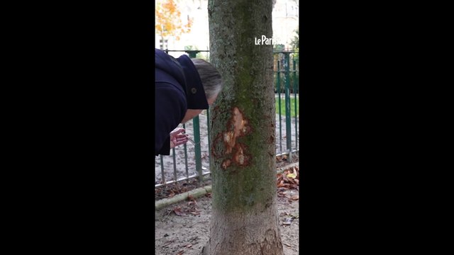 Des dizaines d'arbres mutilés dans le XVI arrondissement de Paris
