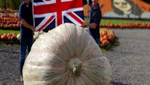 World’s Heaviest Pumpkin Breaks Guinness World Record!