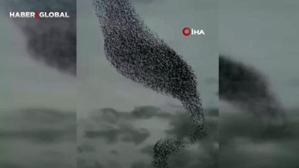 Sığırcık kuşları gökyüzünde görsel şölen oluşturdu