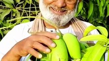 Mangoes #viralvideos