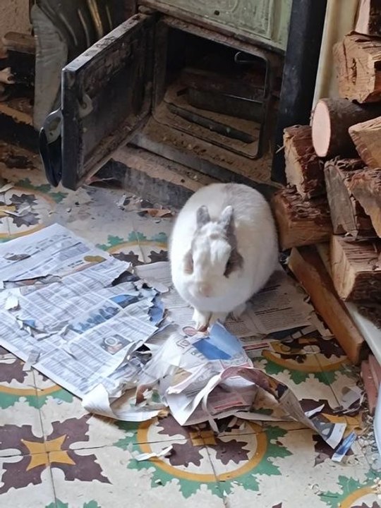 Il a mis le bazar 😂