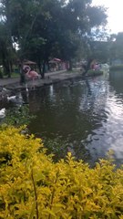 Patos al agua!!  🐤❤️😀🏞️🦆