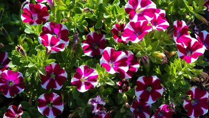 10 Tips For Growing A Dazzling Petunia Garden