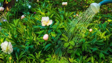 This Is Why Your Perennials Didn’t Bloom This Year