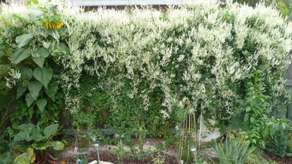 10 Gardening Tips For Growing Fence-Consuming Silver Lace