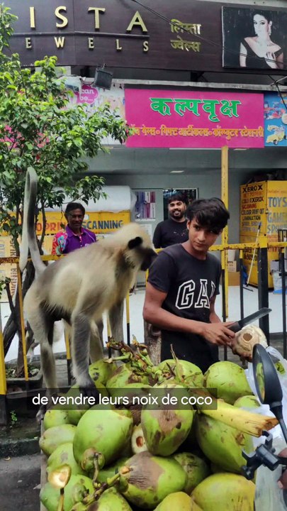 Les singes cueilleurs de coconuts