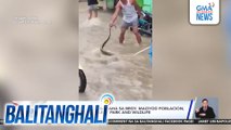 Sawang lumalangoy sa baha sa Brgy. Maoyod Poblacion, hinuli at ibinigay sa Albay Park and Wildlife | Balitanghali