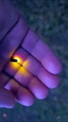 Incredible Firefly Glow in Hand | Nature's Light Show on a Summer Night
