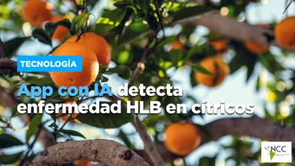 App con IA detecta enfermedad HLB en cítricos