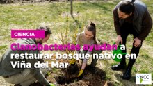 Cianobacterias ayudan a restaurar bosque nativo en Viña del Mar