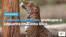 Collares satelitales protegen a jaguares en Costa Rica