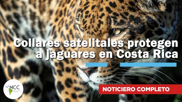 Collares satelitales protegen a jaguares en Costa Rica | 816 | 01 al 07 de diciembre 2025