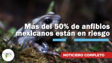 Más del 50% de anfibios mexicanos están en riesgo | 818 | 08 al 14 de diciembre 2025