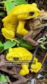Estos sapos cambian de color para evitar confusiones al aparearse